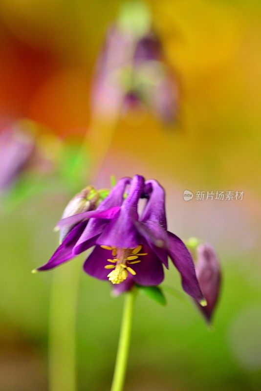 水仙花/耧斗菜花